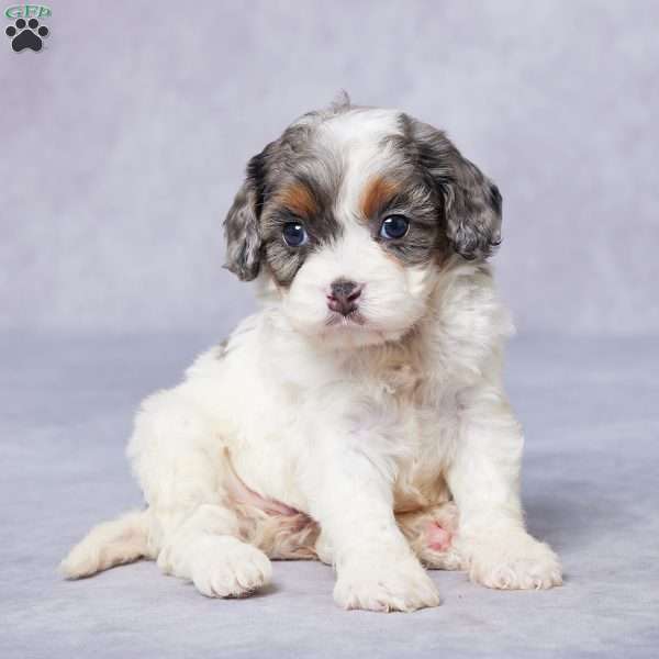 Cora, Cavapoo Puppy